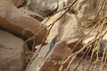 A beautiful colorful Lizard in the rocky desert of Egypt