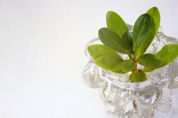 Young sprig of azalea in a crystal vase on a white background. Suitable as a background