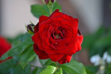Single Red Rose