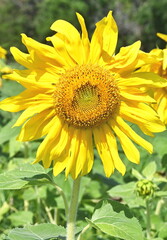 Sunflower Close-Up