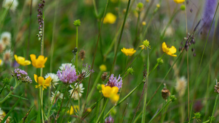 flowers in the grass