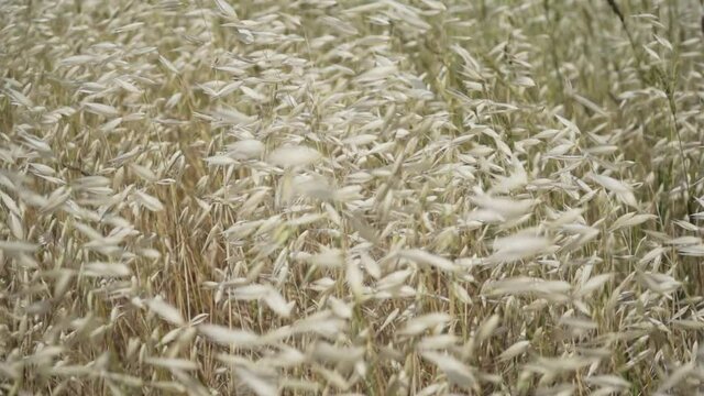 Ear of oats moved by the wind slow motion