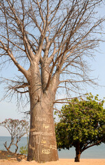 Fototapeta na wymiar A baobab tree on the shore of Lake Malawi vandalized by locals with graffiti