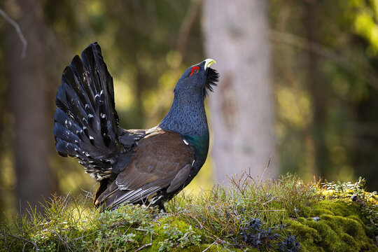 Male western capercaillie, tetrao urogallus, lekking in forest in spring. Territorial bird with dark blue feathers showing on rock with moss. Wild wood grouse standing in green nature.