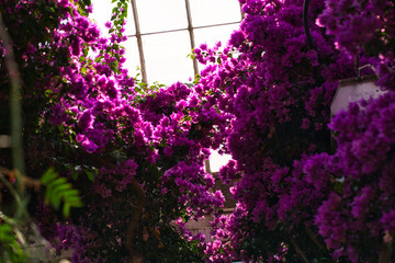 Dark pink ivy flowers that decorate the dome ceiling