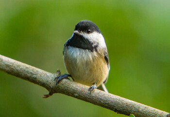 A black capchickadee perched on a branch