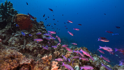 Seascape in turquoise water of coral reef in Caribbean Sea / Curacao with Creole Wrasse, coral and sponge