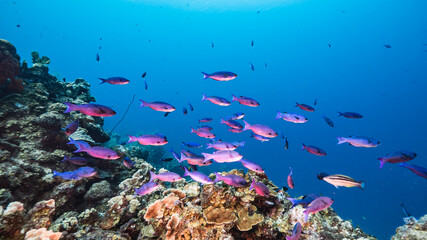 Fototapeta na wymiar Seascape in turquoise water of coral reef in Caribbean Sea / Curacao with Creole Wrasse, coral and sponge