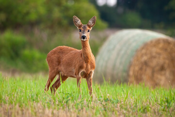 Roe deer, capreolus capreolus, doe standing on hay field in summer nature. Mammal female looking to the camera on meadow with bales in background. Wild animal watching on grass.