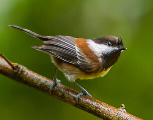 A chestnut backed chickadee perched on a branch