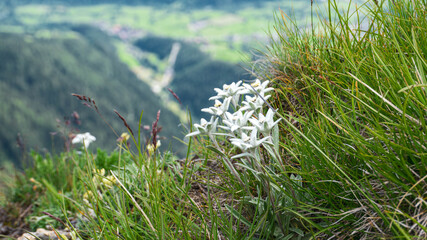 edelweiss flowers in the mountains