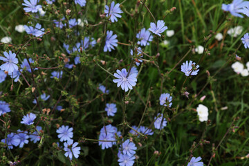 Fototapeta premium Fiori di cicoria selvatica (Chicory), primo piano dei fiori azzurri in una giornata d’estate