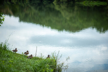 ducks beside a lake
