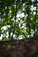 Kleiner Baum im Wald