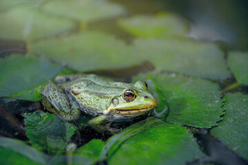 Ecological crisis. Swampy river and a frog	