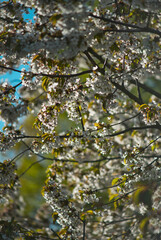 Blüten am Baum im Frühling