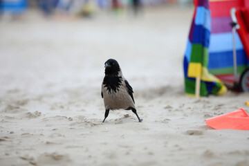 Czarny ptak szuka pozywienia na plaży