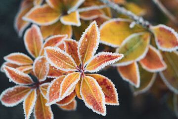 Frozen Leaf