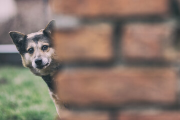 curious peeper dog watching from behind the wall