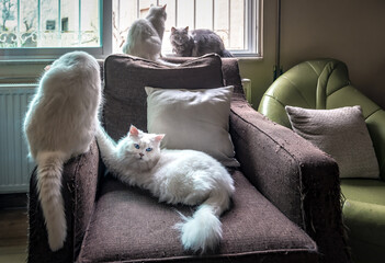 four cats on a shabby chair