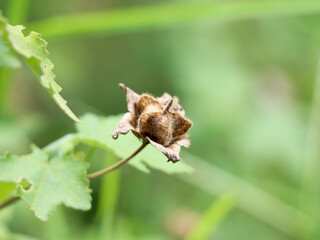 Dried seeds of a weed plant in the mallow family