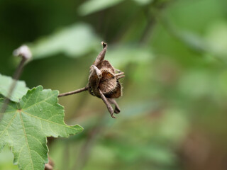 Dried seeds of a weed plant in the mallow family