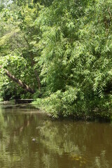 A tree reflected upon a pond