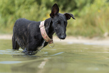 junger Windhund steht im Wasser