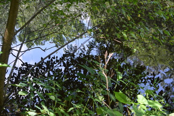 Plants reflected on some water