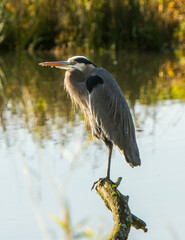A great blue heron perched on a branchwith lake in background, Ridgefield, Washington.
