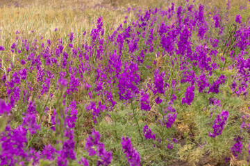 Fototapeta premium Beautiful lilac flowers on the outskirts of a wheat field.