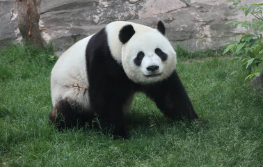 Giant panda walking on the grass