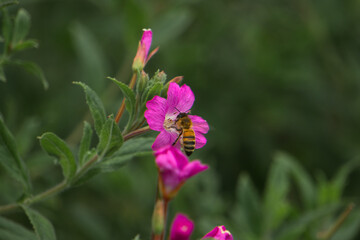 Biene Blume
