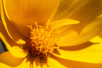 close up of yellow flower