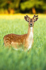 Attentive fallow deer, dama dama, looking to the camera on field in vertical composition. Majestic stag standing in grain in summer nature. Wild mammal grazing in grass at sunset.