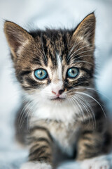 Fototapeta na wymiar cute kitten portrait