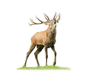 Wild red deer, cervus elaphus, stag roaring and approaching in mating season from front view isolated on white. Male animal with antlers calling in nature cut out on blank.