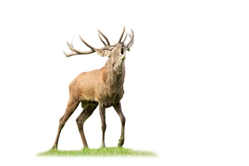  Wild red deer, cervus elaphus, stag roaring and approaching in mating season from front view isolated on white. Male animal with antlers calling in nature cut out on blank. © WildMedia