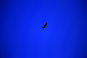 Beautiful birds flying in the sky