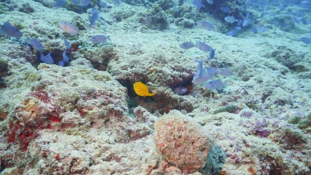 A tiny yellow box fish swimming like crazy