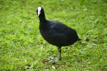 natura