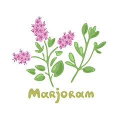 Marjoram. Aromatic garden herb for cooking meats, stews, omelets, poultry, soups. Clip art illustrations of herbs and spices. Classic ingredient of French herb blend, fines herbes.