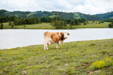 Fototapeta na wymiar Thirsty cow by the river