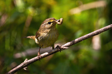 Willow warbler, phylloscopus trochilus, feeding on branch in summer nature. Little songbird eating on bough in sunlight. Wild brown animal holding worm in beak.