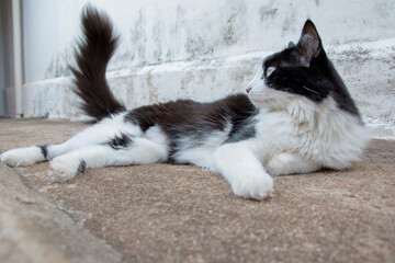 Naklejka na ściany i meble cat on the backyard