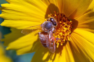 bee on yellow flower