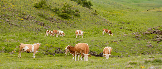 A brown cow grazing the grass