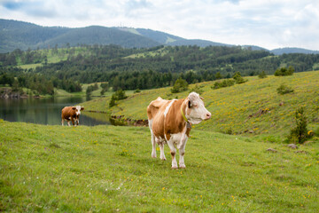 Fototapeta na wymiar A brown cow on a mountain