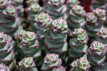 a lot of colorful candies