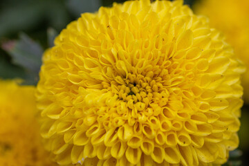 yellow chrysanthemum flower